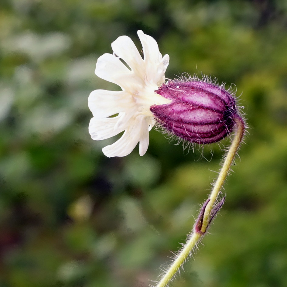 Изображение особи Gastrolychnis saxatilis.