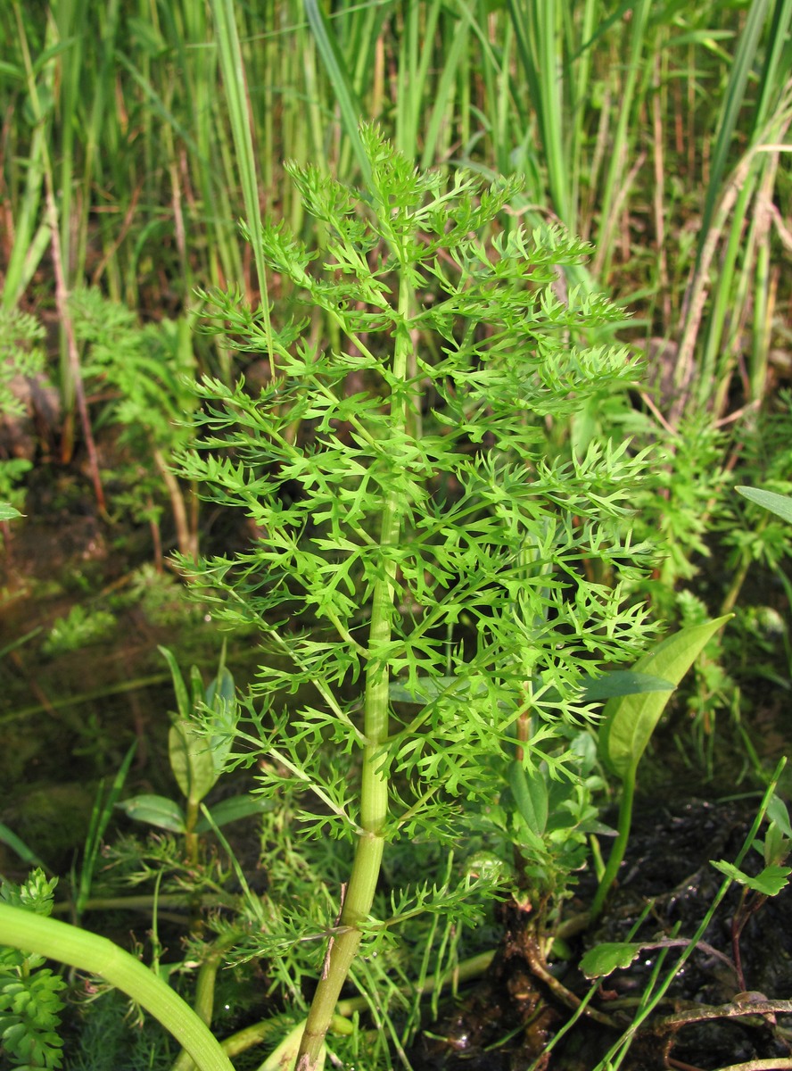 Image of Sium latifolium specimen.