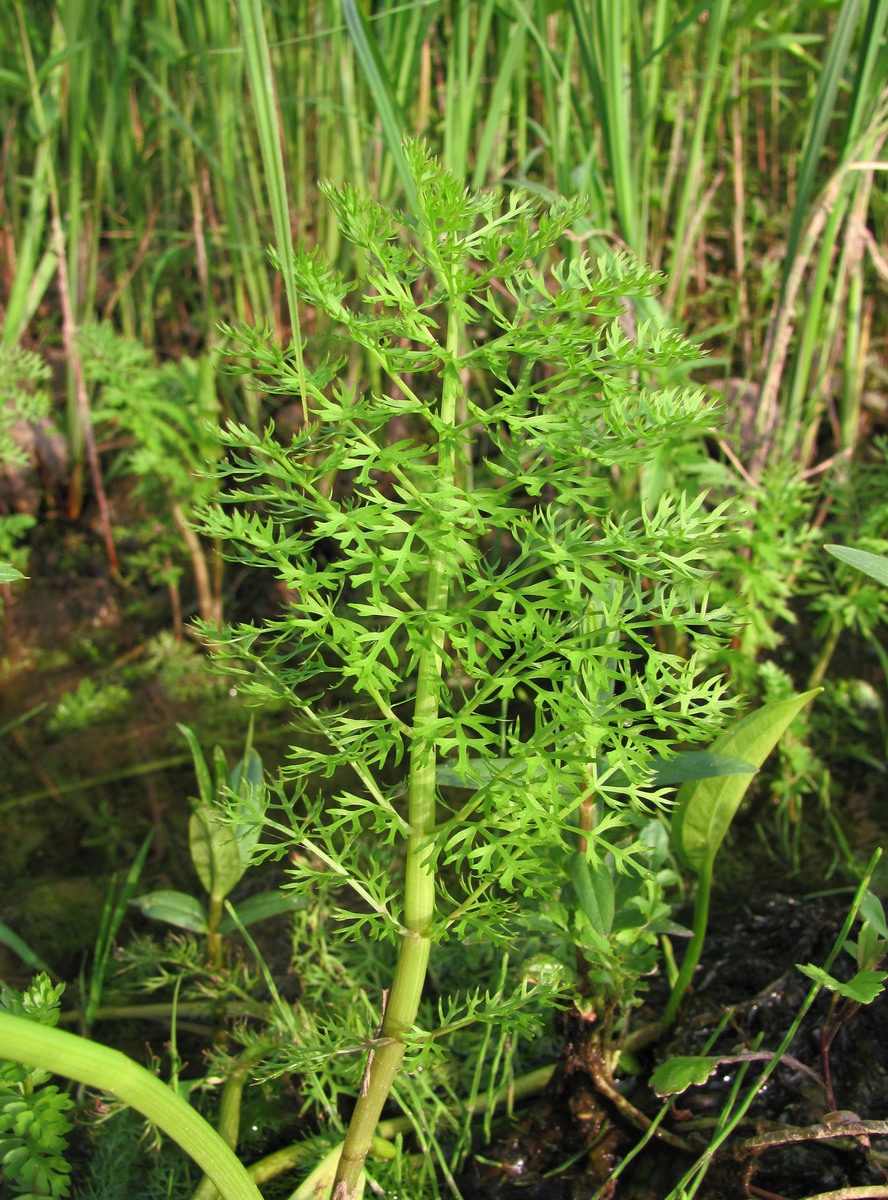 Изображение особи Sium latifolium.