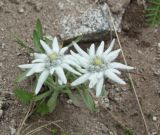 Leontopodium stellatum. Цветущие растения (вид сверху). Магаданская обл., окр. г. Магадан, коса между мысом Островной и о. Птичий, приморский луг. 21.07.2018.