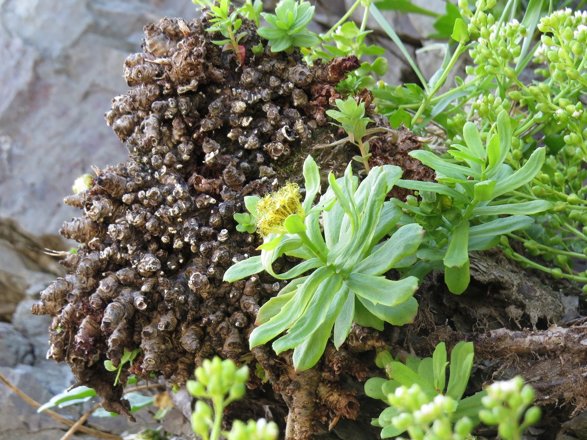 Изображение особи Rhodiola rosea.