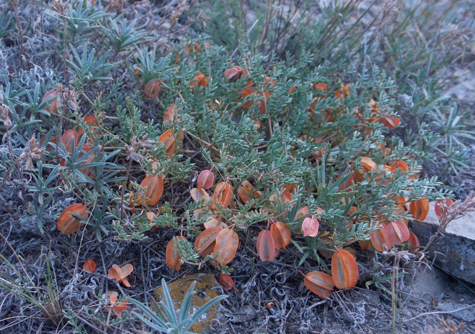 Изображение особи Zygophyllum pinnatum.