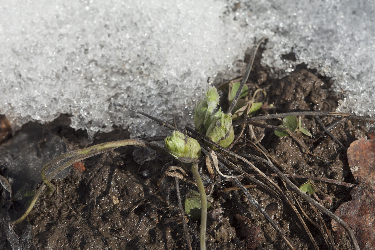 Image of Hepatica nobilis specimen.