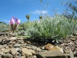 Astragalus falcigerus. Цветущее растение. Южный Казахстан, хр. Сырдарьинский Каратау, пер. Куюк, ≈ 750 м н.у.м., западная сторона вершины щебнистой сопки. 14 апреля 2019 г.