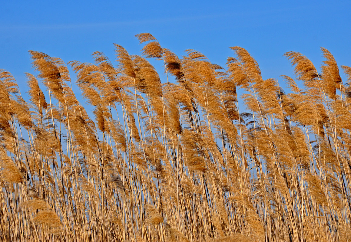 Изображение особи Phragmites australis.