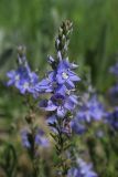 Veronica capsellicarpa