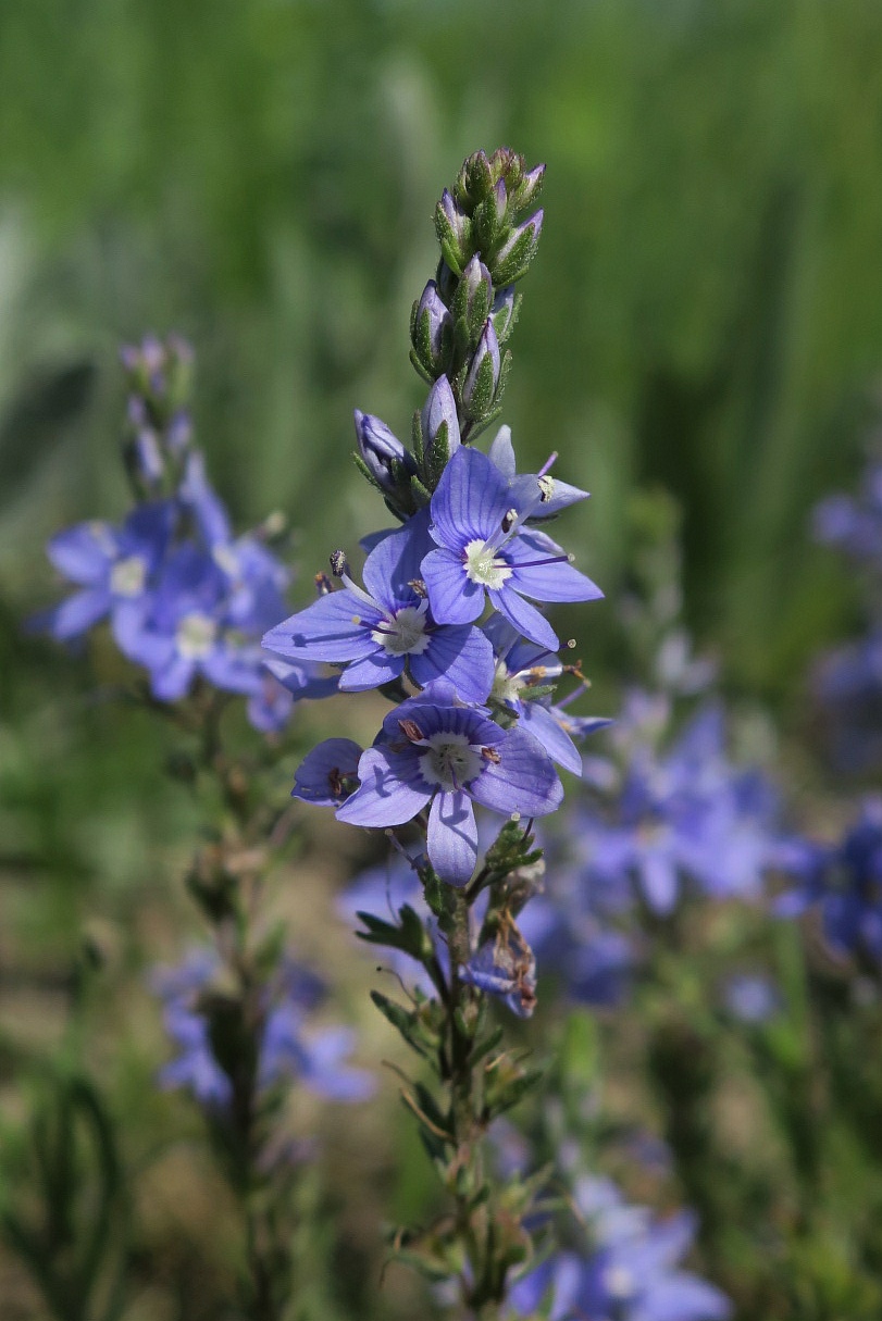 Image of Veronica capsellicarpa specimen.