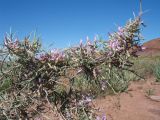 Astragalus ammodendron. Верхушка цветущего растения. Южный Казахстан, вост. предгорья хр. Сырдарьинский Каратау, Закаратауская равнина (возвышенность), сев. побережье оз. Ащиколь, глинисто-каменистые прибрежные пестроцветы. 6 мая 2019 г.