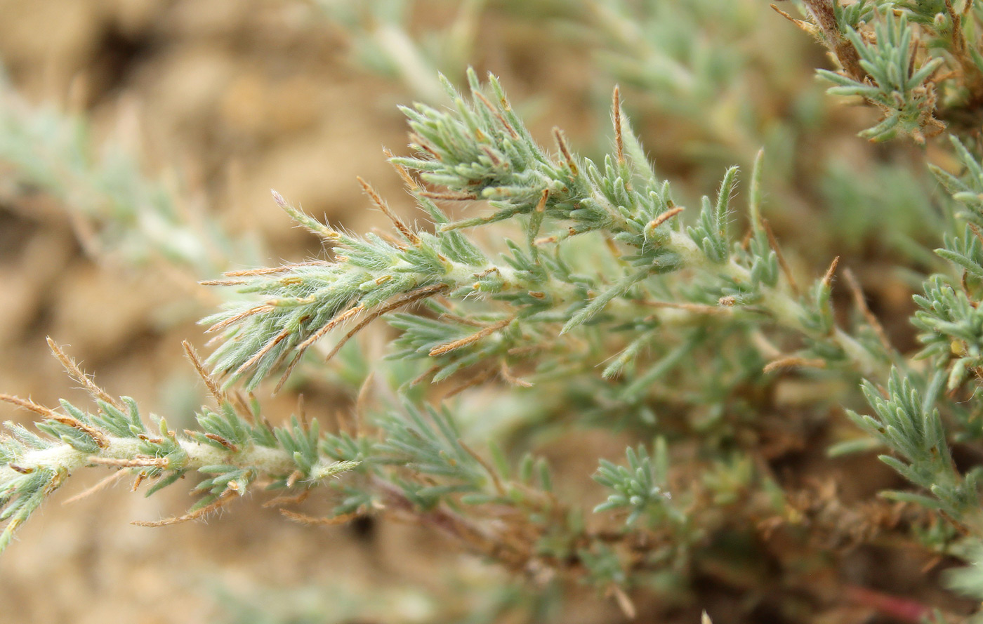 Image of Camphorosma monspeliaca specimen.