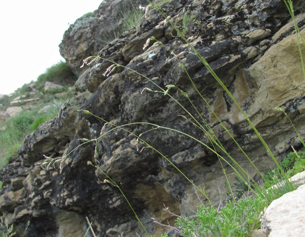Image of Silene saxatilis specimen.