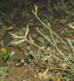 Astragalus neokarelinianus. Плодоносящие побеги. Челябинская обл., Кизильский р-н, Богдановское сельское поселение, пос. Грязнушинский, долина р. Урал, каменистая закустаренная степь. 13 июня 2019 г.