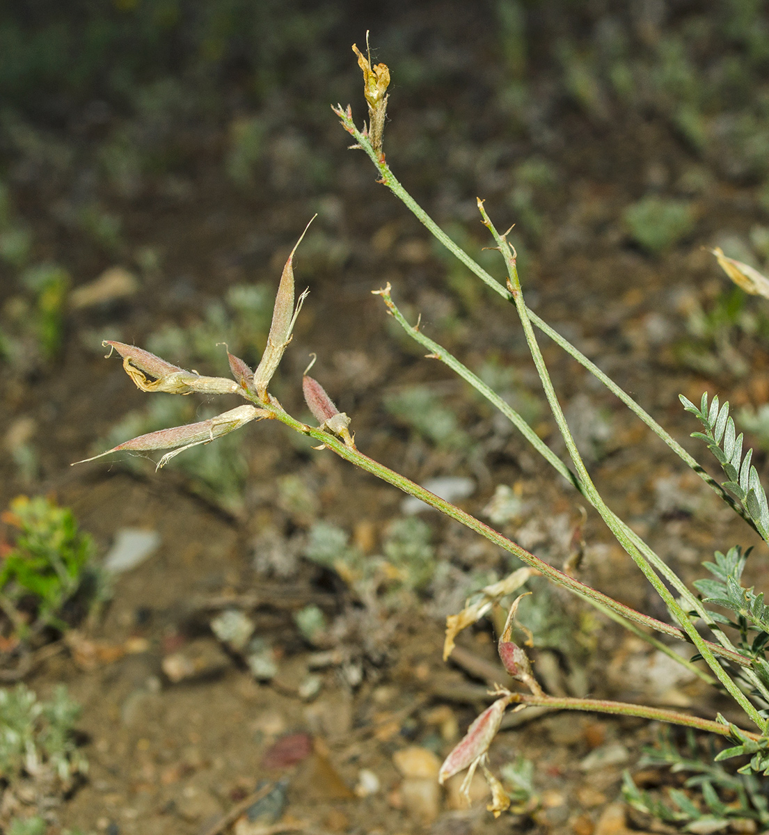 Image of Astragalus neokarelinianus specimen.