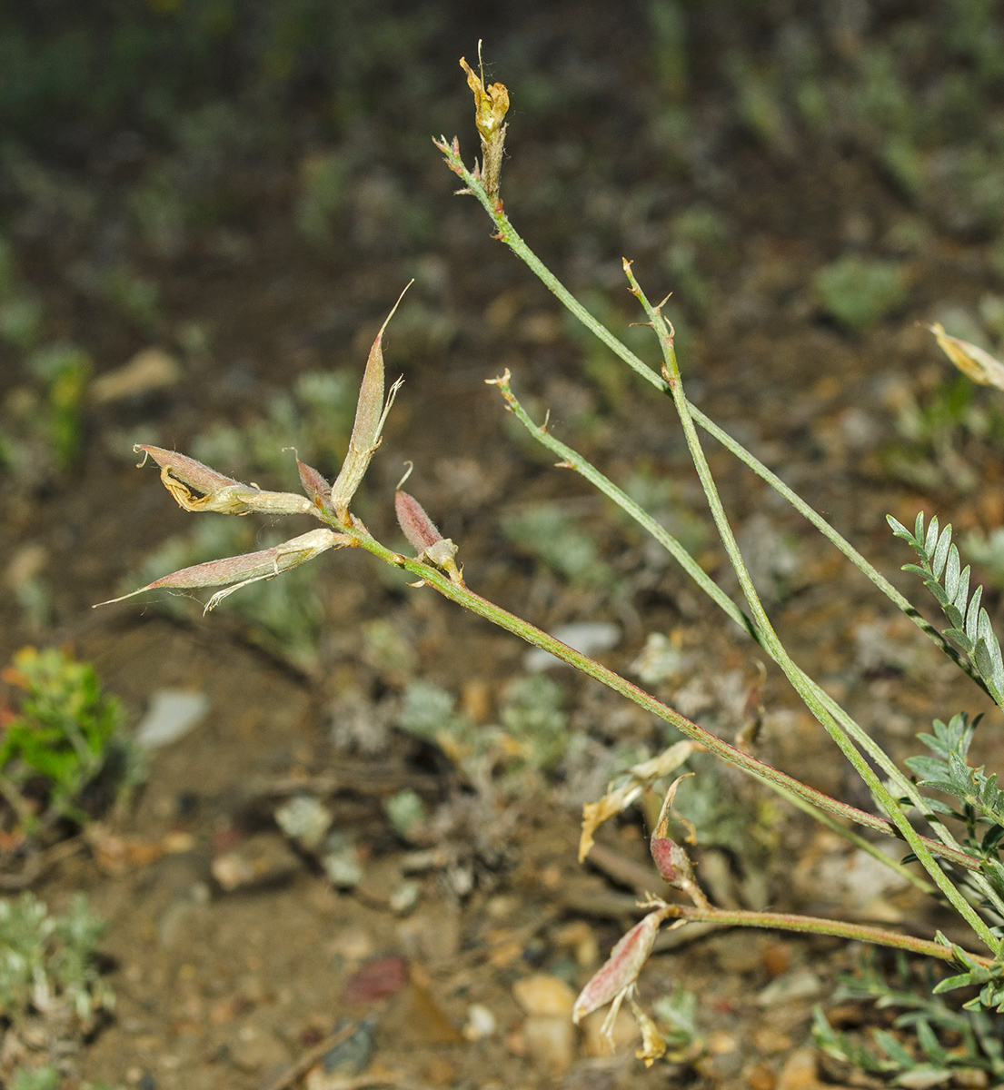 Изображение особи Astragalus neokarelinianus.