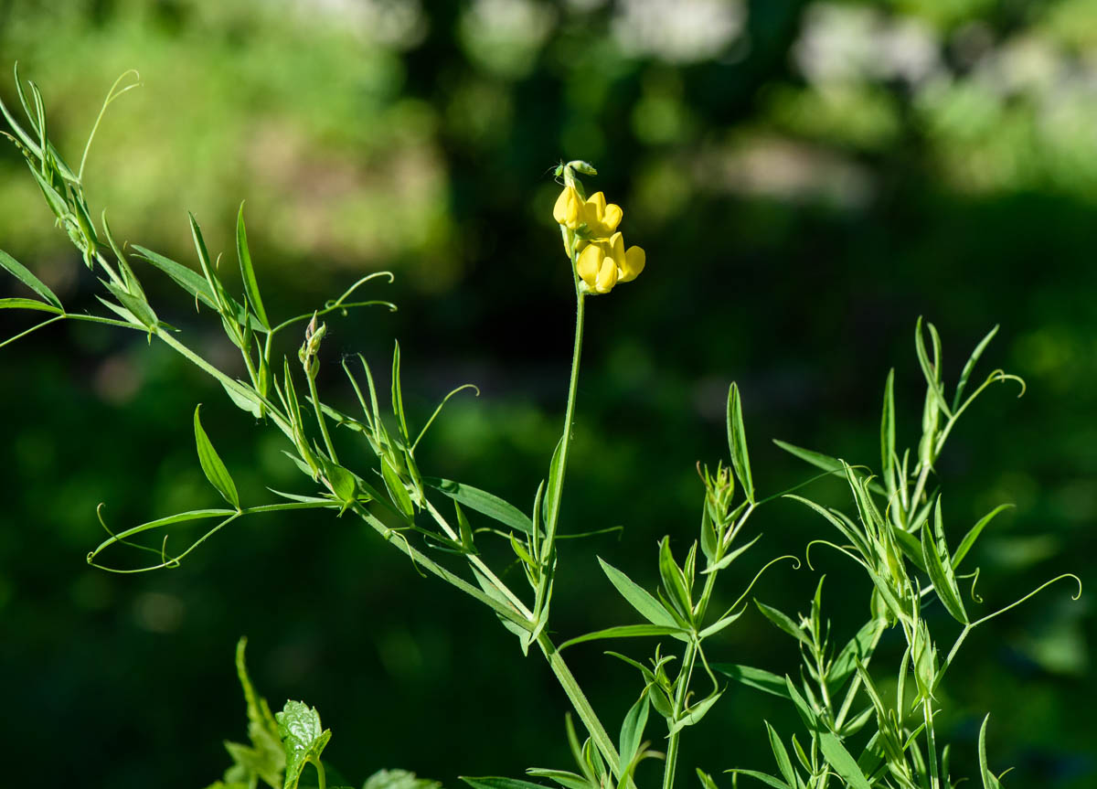 Изображение особи Lathyrus pratensis.