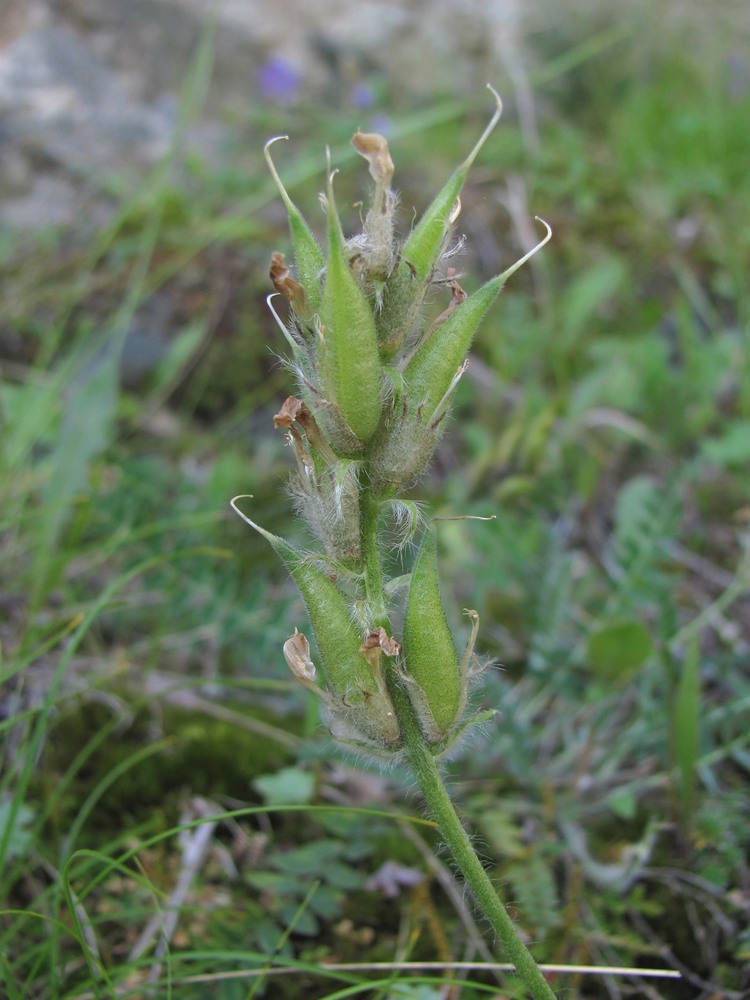 Изображение особи Oxytropis lazica.