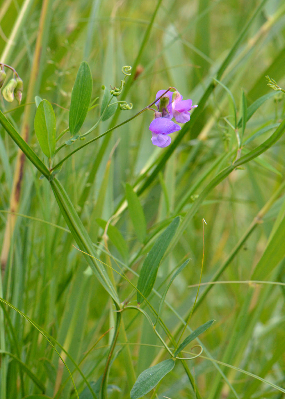 Изображение особи Lathyrus palustris.