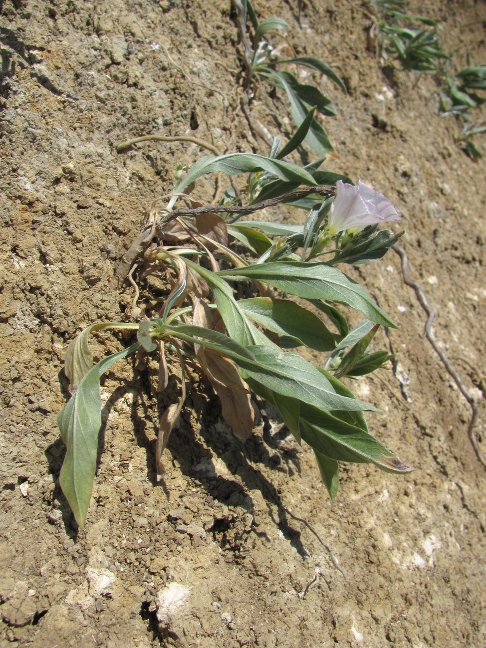 Image of Convolvulus lineatus specimen.