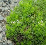 Asperula cretacea