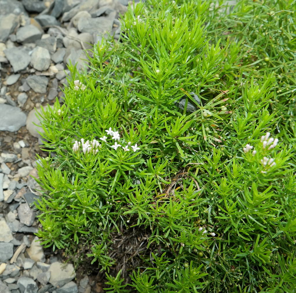 Изображение особи Asperula cretacea.