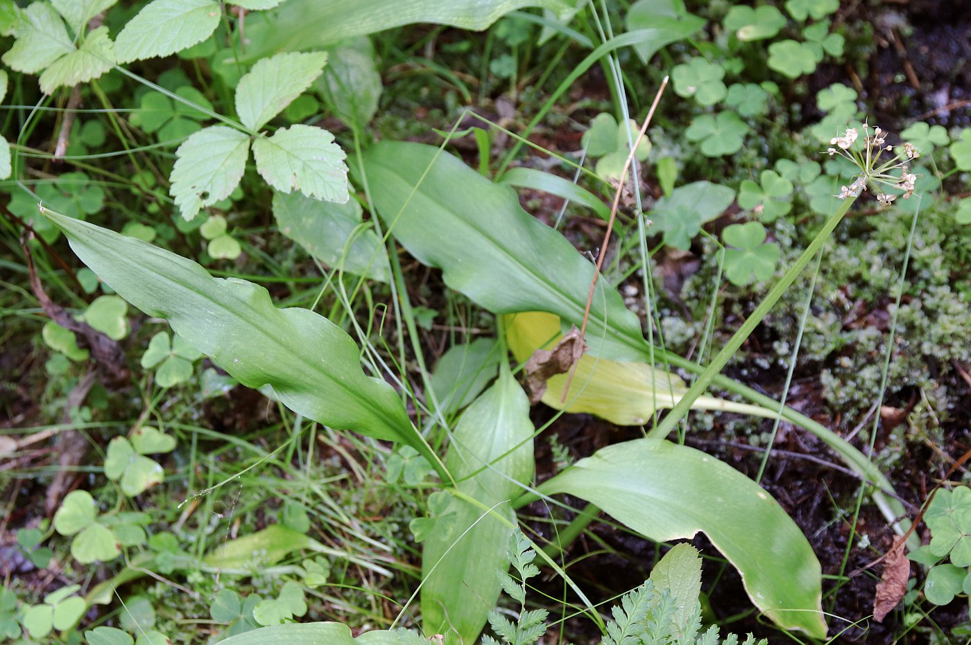 Image of Allium ursinum specimen.