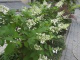 Hydrangea paniculata. Цветущий кустарник. Волгоград, Ботсад ВГСПУ. 24.07.2019.