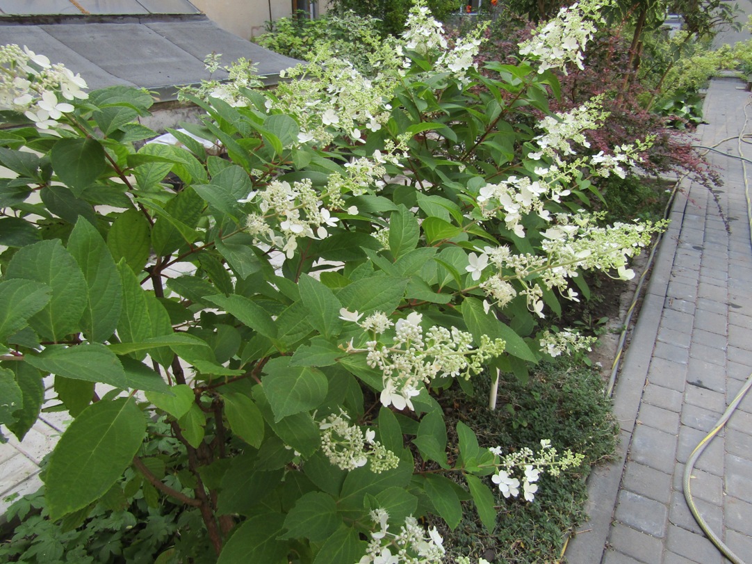 Image of Hydrangea paniculata specimen.