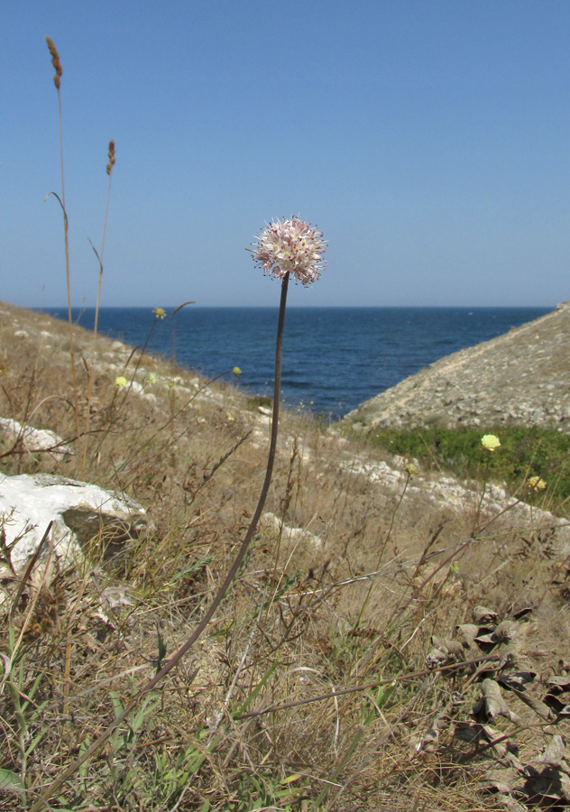 Image of Allium tarkhankuticum specimen.