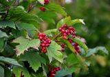 Viburnum opulus. Верхушки побегов с плодами. Московская обл., Сергиево-Посадский р-н, окр. источника Гремячий ключ, окраина залежи. 01.09.2019.