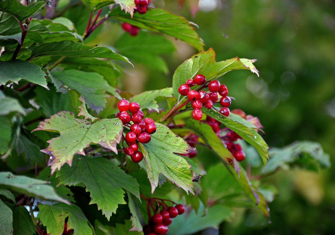 Image of Viburnum opulus specimen.