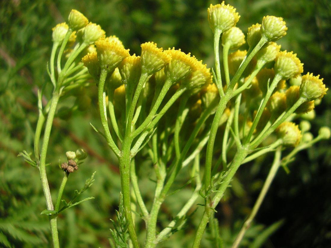 Изображение особи Tanacetum vulgare.