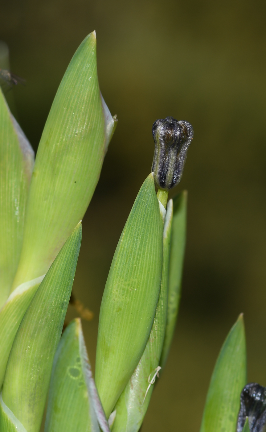 Image of Ferraria crispa specimen.