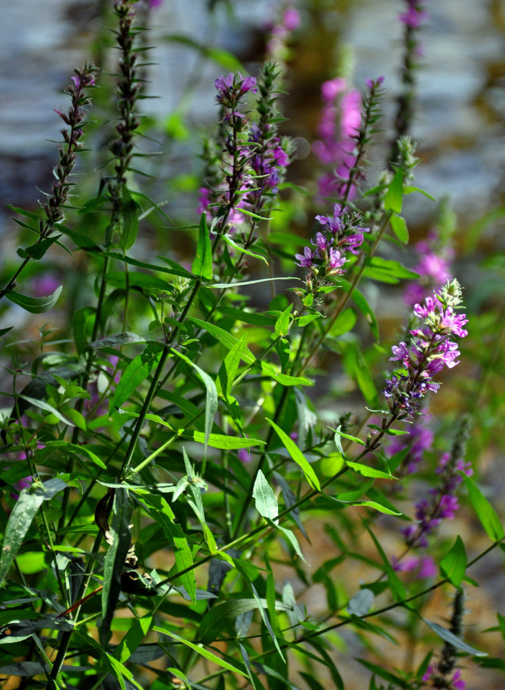 Image of Lythrum salicaria specimen.