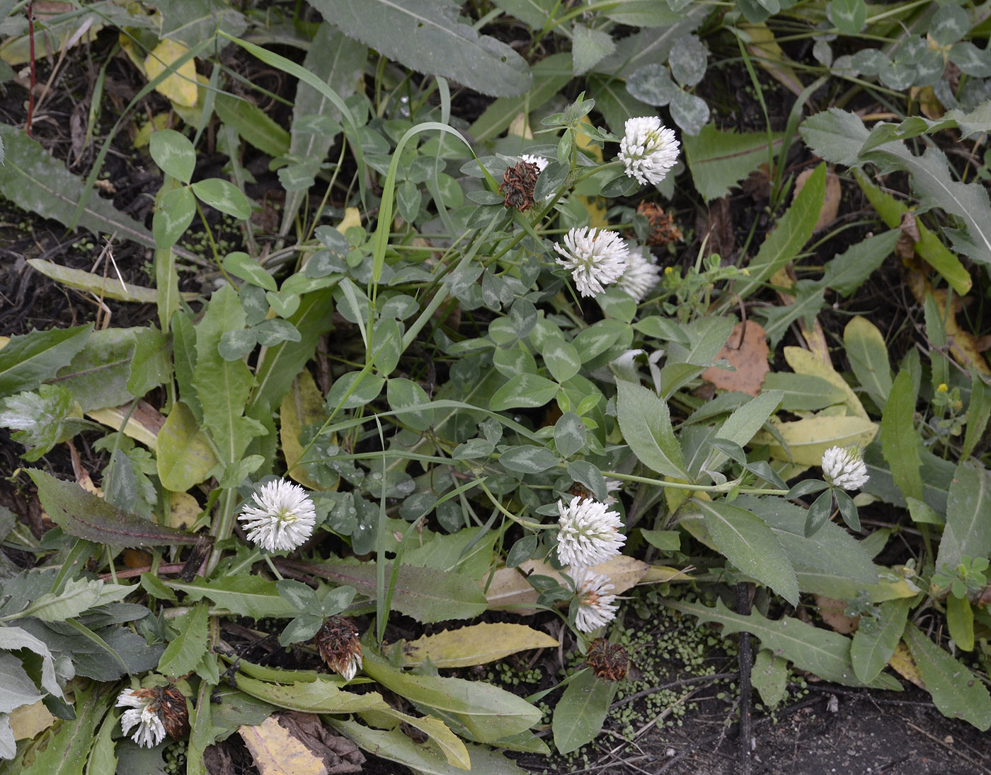 Изображение особи Trifolium pratense.