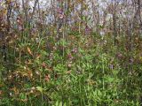 Vicia sepium. Верхушки цветущих и плодоносящих побегов. Магаданская обл., г. Магадан, окр. мкр-на Снежная Долина, обочина дороги, заросли ивняка. 04.09.2019.