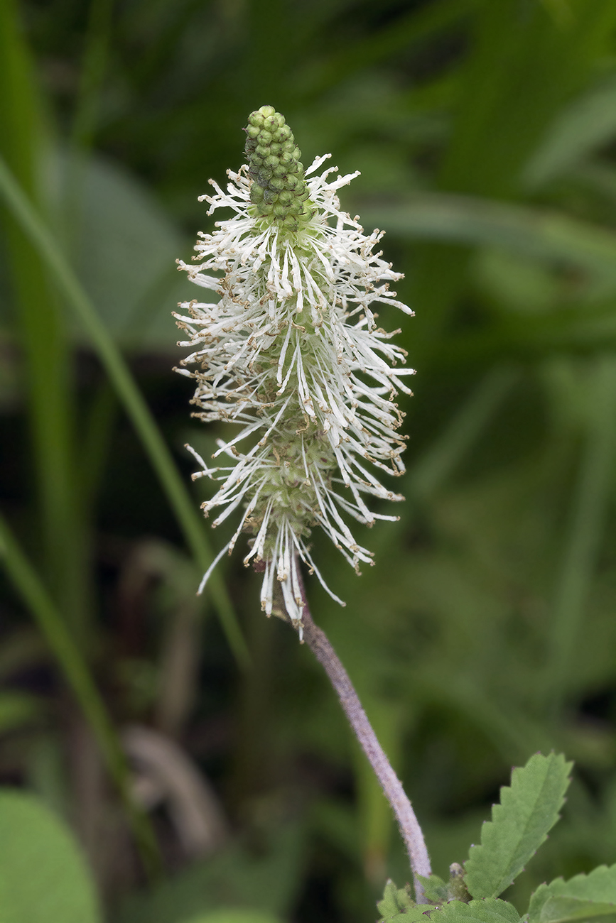 Изображение особи Sanguisorba stipulata.