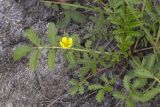 Potentilla anserina подвид groenlandica. Цветущее растение. Сахалинская обл., Охинский р-н, окр. г. Оха, побережье Охотского моря, юго-западный берег залива Первая бухта. 24.07.2017.