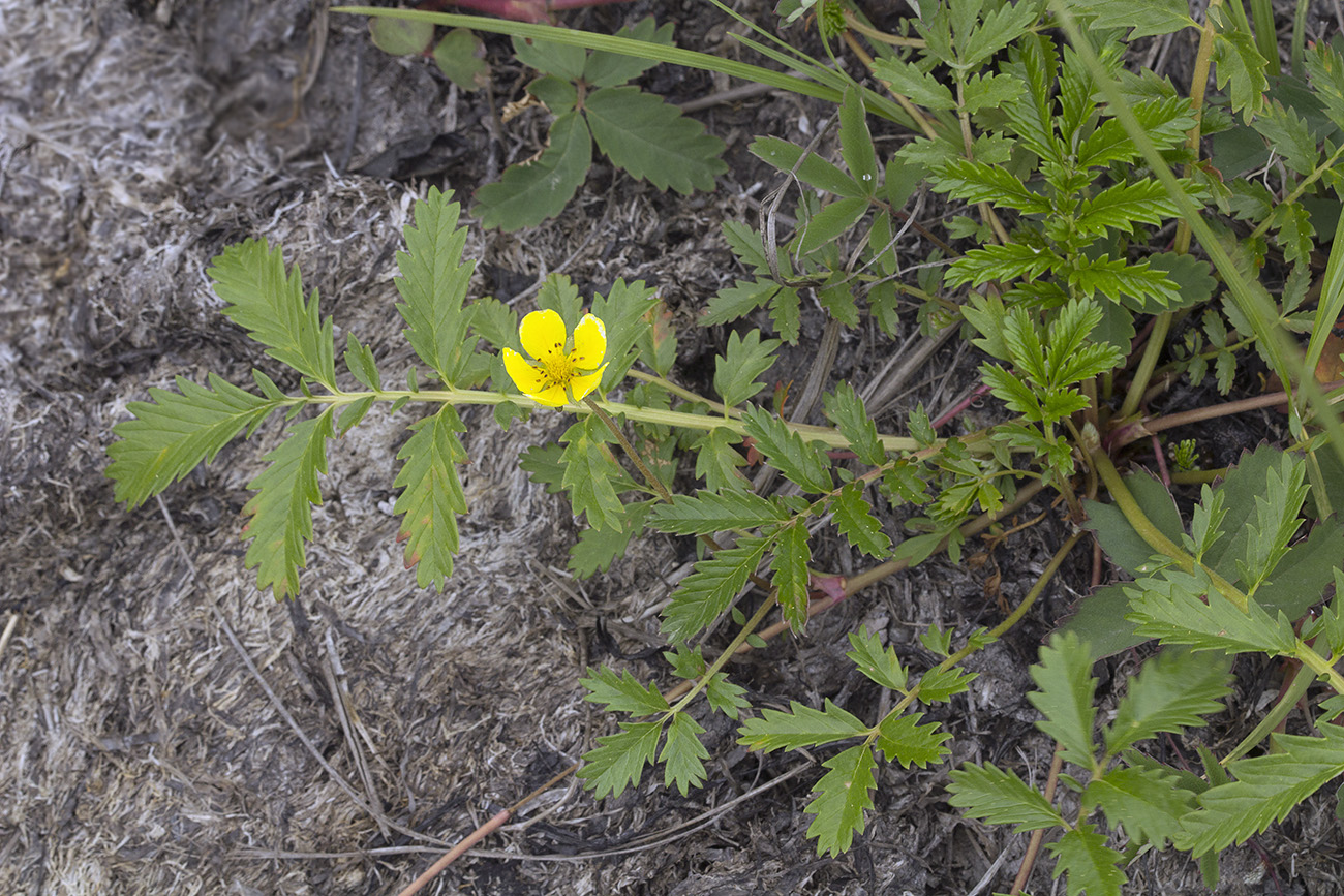 Image of Potentilla anserina ssp. groenlandica specimen.