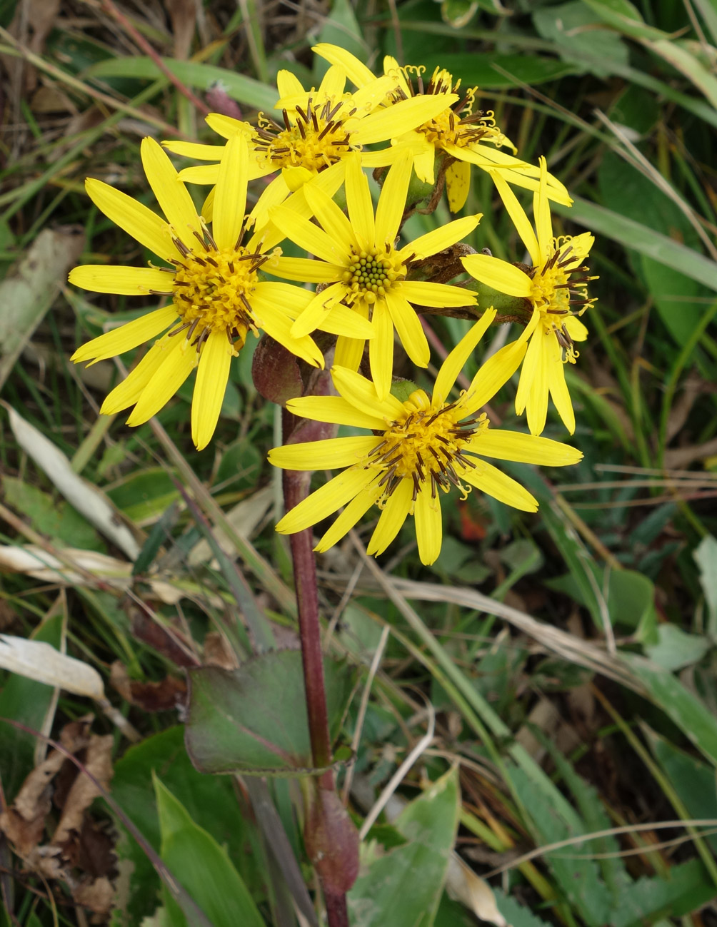 Image of Ligularia hodgsonii specimen.