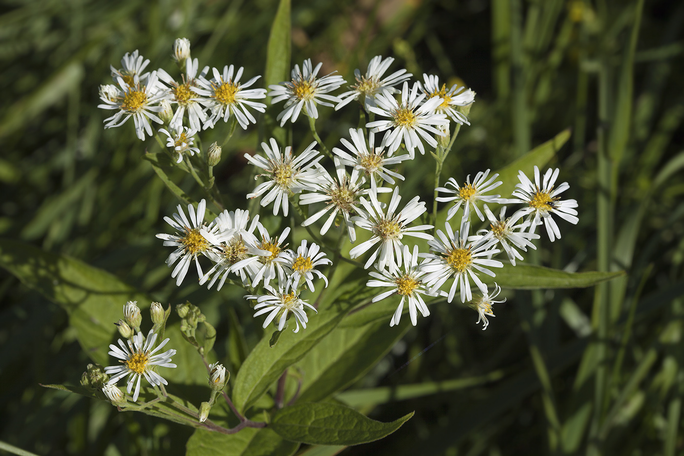 Изображение особи Aster glehnii.