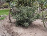 Euphorbia stenoclada. Вегетирующее растение. Перу, г. Лима, ботанический сад Национального Аграрного университета. 07.10.2019.