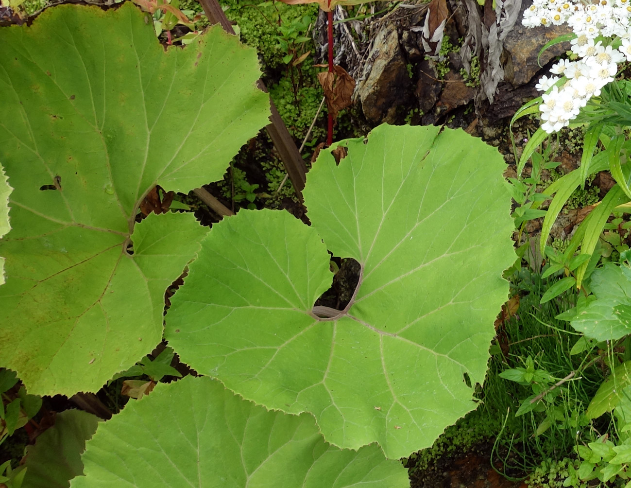 Image of Petasites amplus specimen.