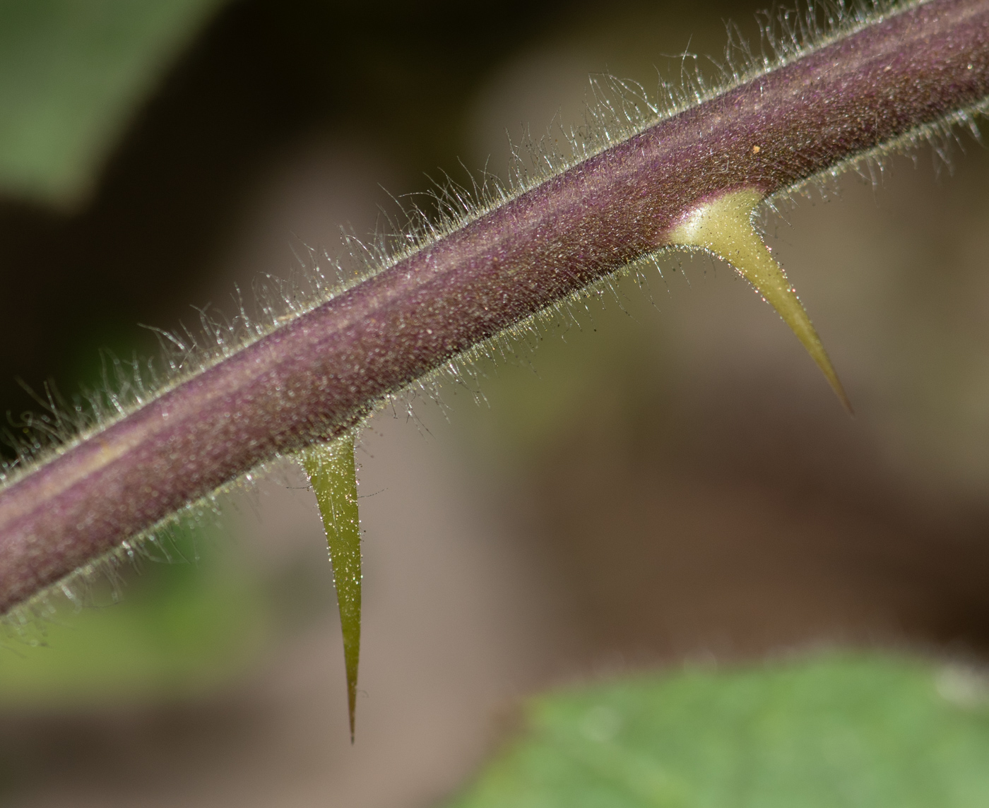 Изображение особи Solanum mammosum.