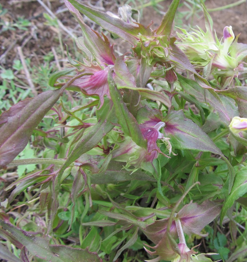 Image of Melampyrum chlorostachyum specimen.