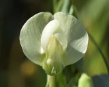 Lathyrus ochrus. Цветок. Испания, автономное сообщество Каталония, провинция Жирона, комарка Баш Эмпорда, муниципалитет Калонже, пустырь. 19.03.2020.