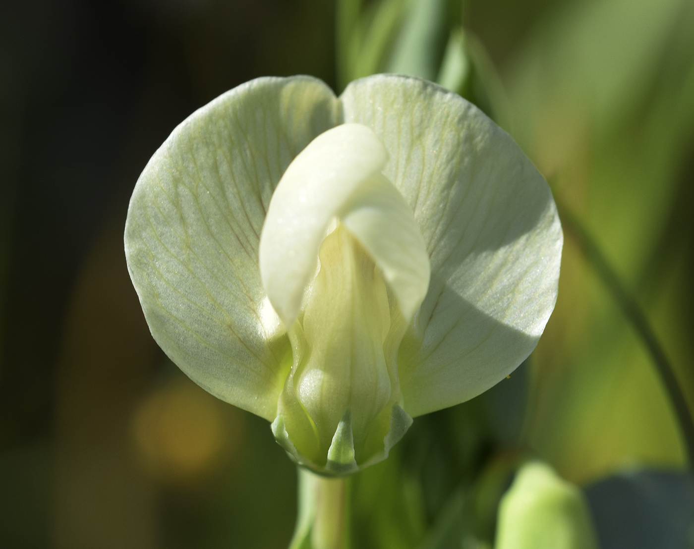 Изображение особи Lathyrus ochrus.