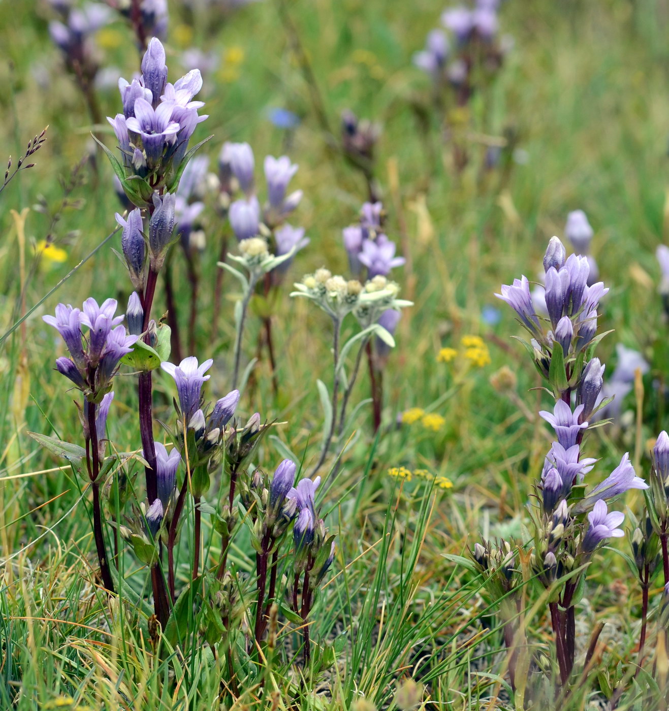 Изображение особи Gentianella turkestanorum.