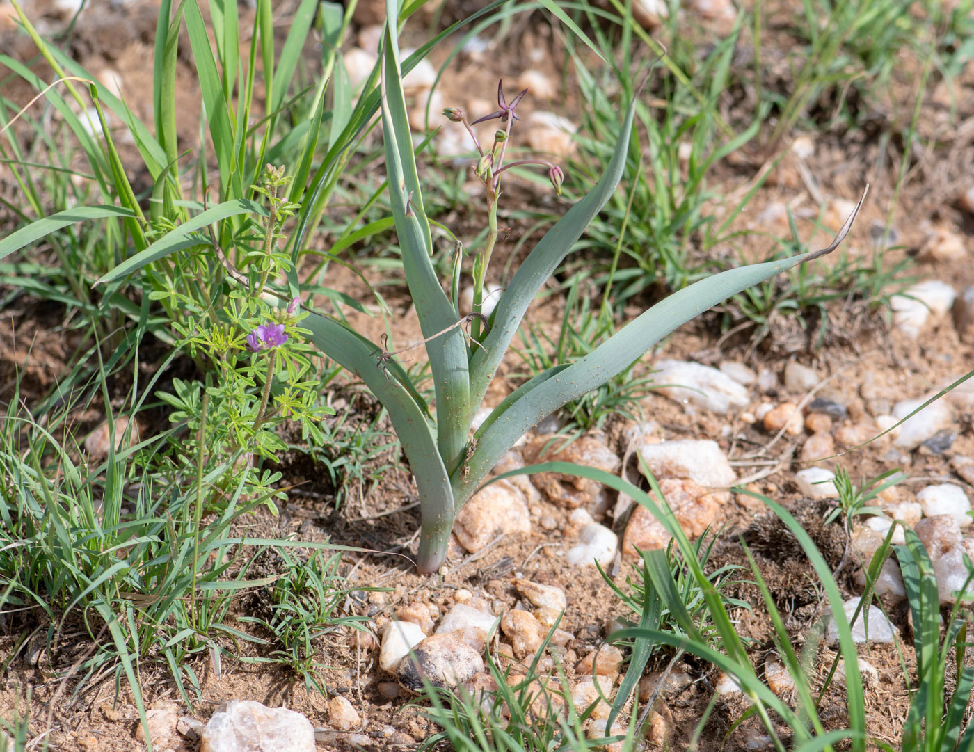 Изображение особи Ornithoglossum vulgare.