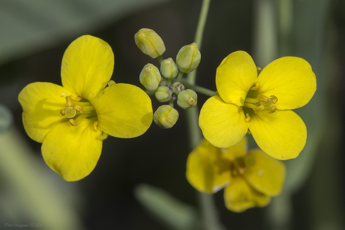 Изображение особи род Brassica.