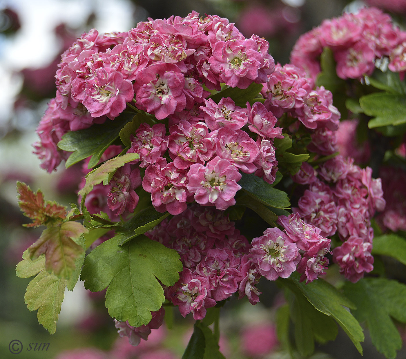 Image of Crataegus &times; media specimen.