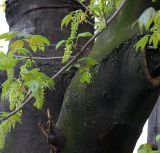 Acer pseudoplatanus. Часть ветви с соцветиями на фоне ствола старого дерева. Северная Осетия, г. Владикавказ, 06.05.2010..